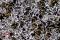 Attaque chimique optimisée pour la mesure du taux de ferrite