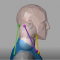 Exemple d’un modèle de Hill OD intégré sur un mannequin pour un groupe musculaire du rachis cervical