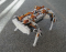 Robot Dog
