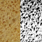 Photo d’une éponge analysée grâce à ImageJ