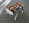 Robot Dog