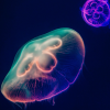 Académie des sciences : La nuit de la médiation scientifique
