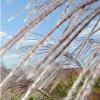 Le miscanthus, pour du béton biosourcé