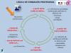 Logica de formacion profesional