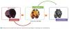 Les étapes de conception d’une pièce par optimisation topologique