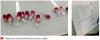 Tableau et identification des radis